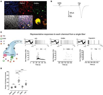 Analysis of Nociceptive Information Encoded in the Temporal Discharge Patterns of Cutaneous C-Fibers